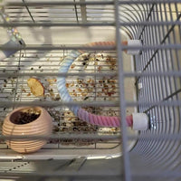 Colorful Rope Perch for Bird Cages – Pawy product photo 5